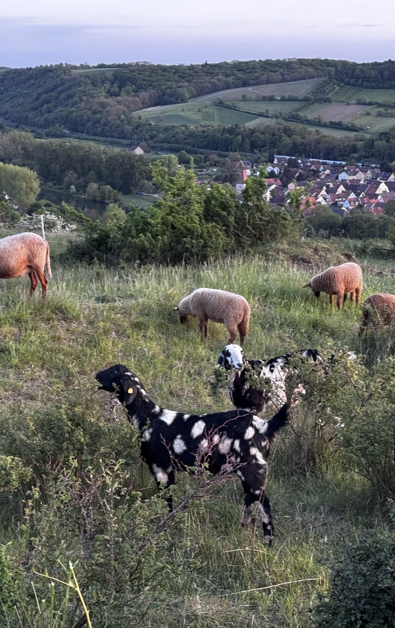Bild 18